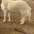 فحل مشروط