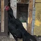 دجاجه شامو الماني تب