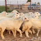 رخال 16