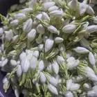 بيع الفل والكادي في الرياض