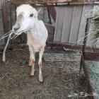 رخل للبيع