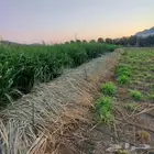 علف بونيكام ناشف واخضر للبيع