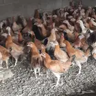 دجاج بلدي لعمل مشروع لانتاج البيض