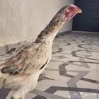 ديك فارسي ومعه دجاجه