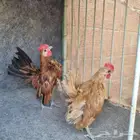 ديكين سيراما احجام صغيره