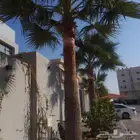لتعديل جميع النخيل والأشجار