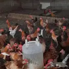 ديكه الموقع بحر ابوسكينه قريب من محايل عسير