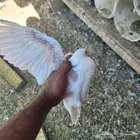 زغاليل فرنسي