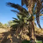 مزرعه كبيره بصك الكتروني للبيع بالطائف
