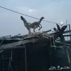 دجاج فارسي وبلدي