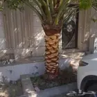 تعديل النخيل وقص الاشجار وتنسيق الحدايق