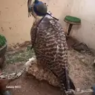 قرناس حر جرودي ايراني