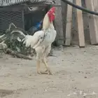 دجاج للبيع