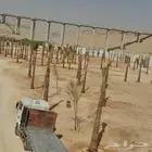 تكريب النخيل