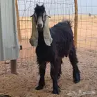تيس عارضي جذع مشروع فحل العمر 5 شهور