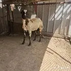 خروف للبيع