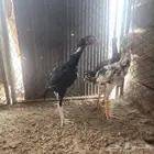 فروخ باكستاني ومكس شامو ياباني