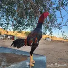 ديك شامو ياباني