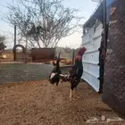 طقم باكستاني سندي بيور