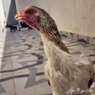 دجاجه كوشامو