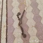شداد مع السلاسل