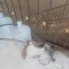 السلام عليكم للمحبين التراث كوايه قديمه جدا للبيع