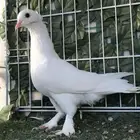 انثى مكمله ايرانيه