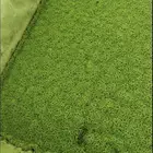 نبات الازولا
