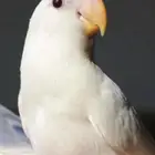 روز البينو أليف جدا هدد ومناسب للأطفال والكبار