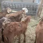 سواكن تربيه 3 اشهر