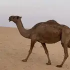 لقحة صفرا