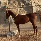 حصان شعبي