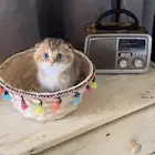 قطط سكوتش فولد