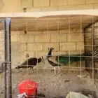 طاووس