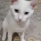 قطوتي مفقودة بالمحاميد