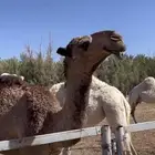 بكرة عونية صفراء