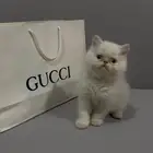 للبيع قطط بيرشن كتن