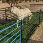 طلي رباع فاخر ابرص