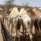 حشوان للبيع بلدي شحم