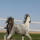 خيل واهوو بوراق