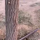 سدر بلدي للبيع