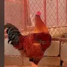 مطلوب ديك تركي او فرنسي