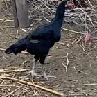 دجاجه شامو مع فرخها