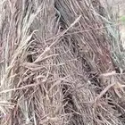 قصب يابس جديد حول 270 محزم