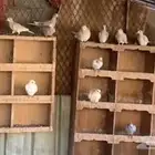 قمري زينه