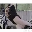 نفاخ مسوبع وبومريان