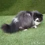 فحل بيرشن مسجل cfa للبيع