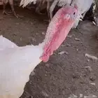 ديك رومي جاهز لذبح