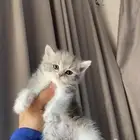 قطه سكوتش