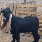 تيس صنف مشروع فحل